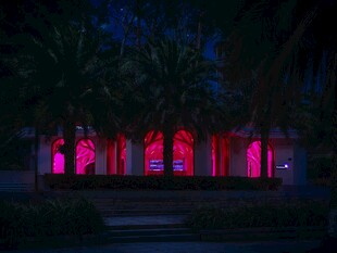 夜晚霓虹映照的树木景观