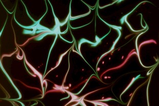 荧光丝状细胞微观景象