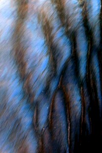 模糊的植物枝条景象