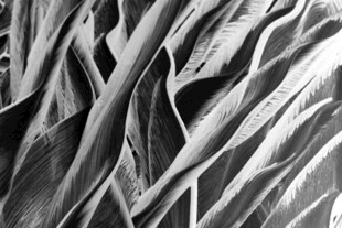 黑白线条交织的抽象纹理