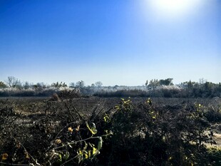 阳光下的开阔田野景观