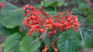 艳丽红珊瑚花绽放 赪桐