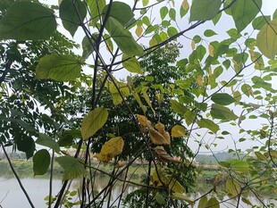 绿叶繁茂的植物景观