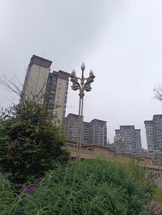 城市中高楼与绿植景观