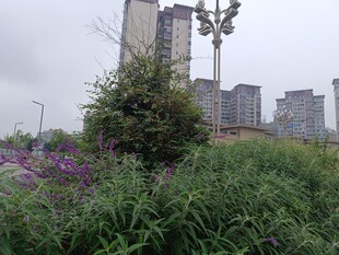 城市边的绿植与高楼景观