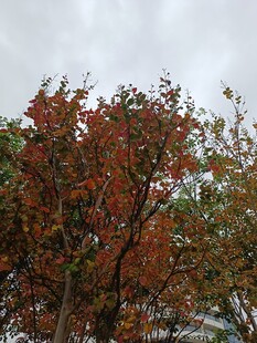 秋日红叶覆雪景象