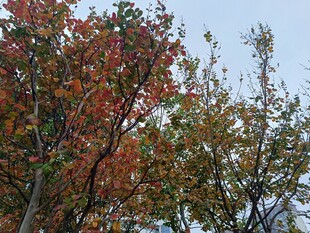 秋日斑斓树梢景色