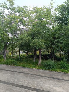 路边绿树成荫的自然景致