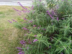 路边紫色花草植物景观