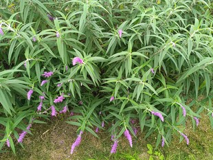 紫色花朵点缀的绿植丛