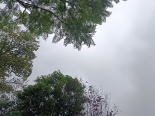 仰视绿树与灰白天空