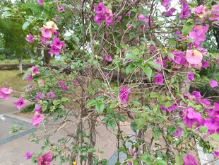 绽放的艳丽紫花植物