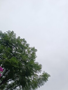 绿树映灰白天空