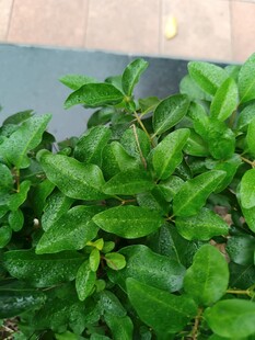 翠绿繁茂的植物叶片