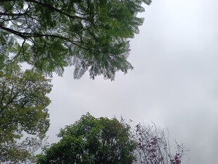 仰视绿树与灰白天空