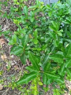 绿叶繁茂的植物景象
