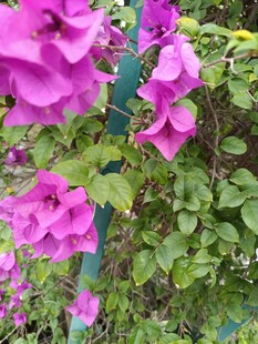 娇艳三角梅绽放绿叶间