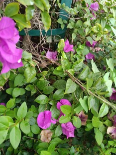 娇艳绽放的紫色花卉