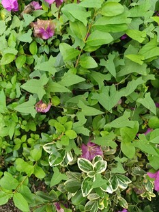 绿叶丛中的紫色花卉