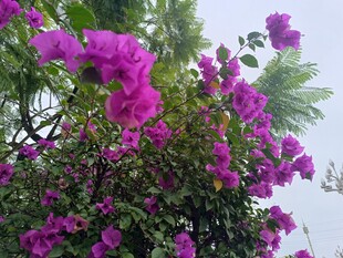 绽放的艳丽三角梅