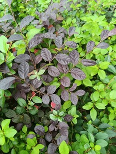 多彩叶片植物景观