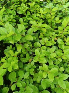 翠绿繁茂的植物叶片