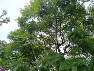 繁茂绿树展现自然生机