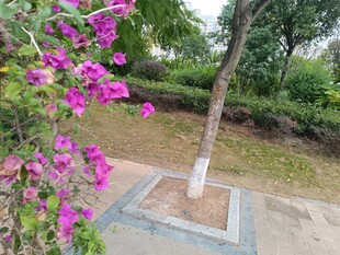 繁花绿树装点的静谧角落