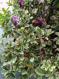 绿叶间的紫色花卉