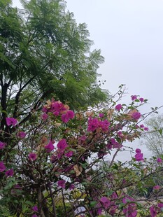 繁花盛开的绿树景观