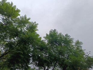 仰视葱郁树木与灰蒙天空