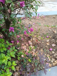 路边绽放的紫色花卉