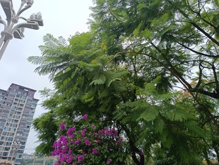 绿树繁花映衬高楼