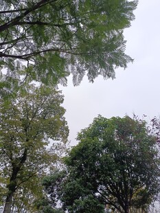 仰视葱郁树木景观