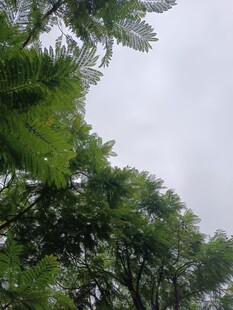 仰视葱郁树木景观