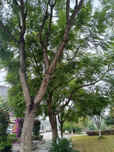 公园中葱郁繁茂的大树