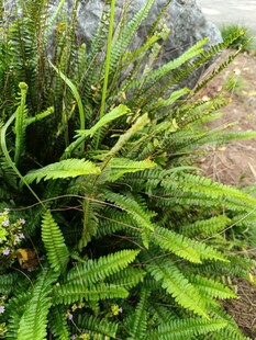 翠绿蕨类植物生机勃勃