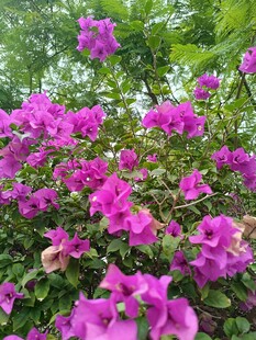 艳丽三角梅绽放于绿叶间