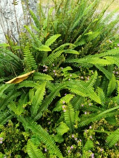 茂盛的绿色植物景观