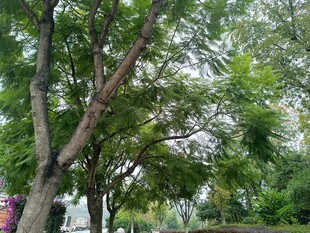 公园绿树成荫的景象