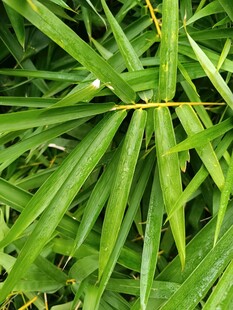 翠绿竹叶生机勃勃