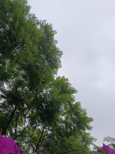 绿树与紫花相映成趣