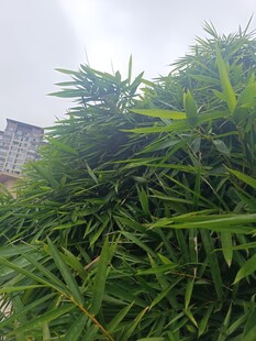 翠绿丛生植物 