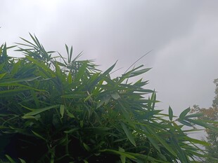 云雾中的葱郁绿植