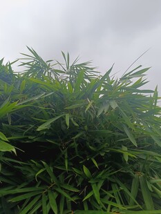 雨中葱郁竹林