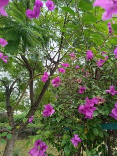 繁花满树的美丽景致