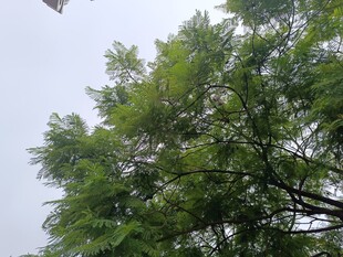 绿叶繁茂的树木