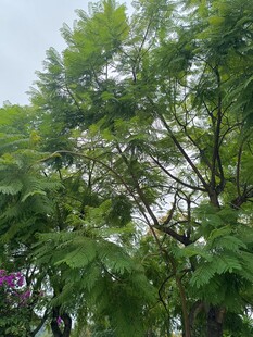 繁茂绿树展现自然生机