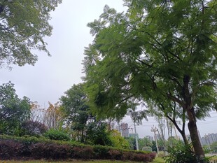 城市中的绿树与绿植景观