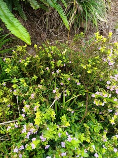 春日草地小花绽放